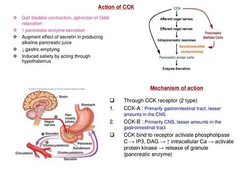 Gastrointestinal Hormones Gastrin Secretin And Cholecystokinin