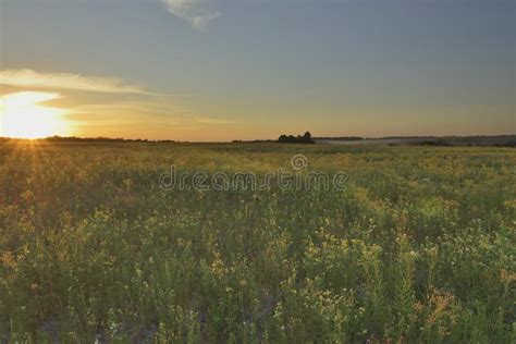 Sunset Flower Field Stock Image Image Of Meadow Rural 55214667