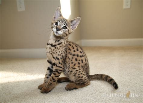 This kitten has been adopted. Thor - F2 Savannah Cat