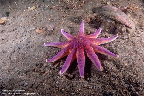 Starfish Purple Sun Star Loch Creran Scotland Images Ecology