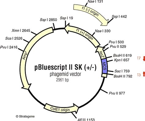 Image Pbluescript 2 Sk Mmg 233 2014 Genetics And Genomics Wiki