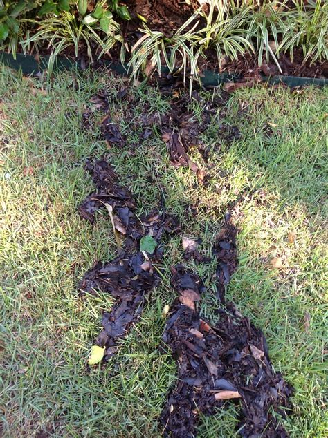 Garden Musings From Memphis Area Master Gardeners Moles Voles Or