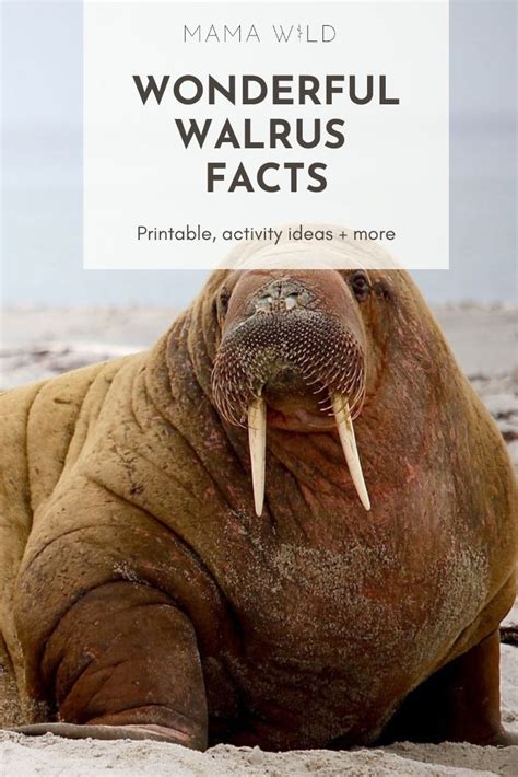 Wonderful Walrus Facts For Kids Walrus Polar Animals Facts For Kids