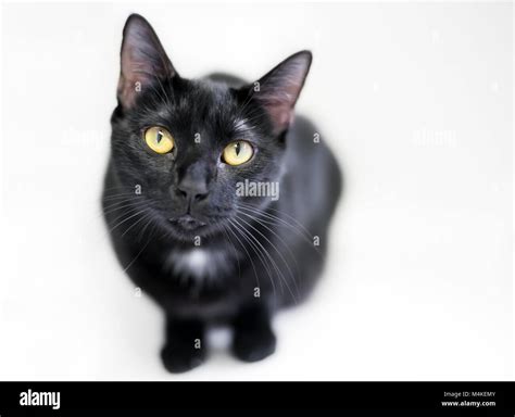 Portrait Of A Black Domestic Shorthair Cat With A White Spot On Its