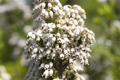 The grower has to set seedbeds first, to take care of them a tobacco plant produces between 20 and 30 leaves, and even more if buds are not removed. Facts About Rabbit Tobacco Plants | Garden Guides