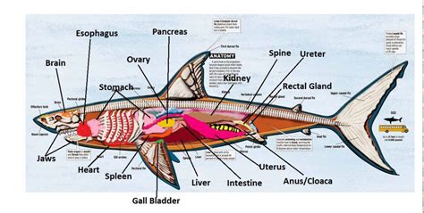 This mnt knowledge center article looks at the symptoms and diseases they can cause and preventing the. Shark Anatomy - Part 1 | White Shark Projects