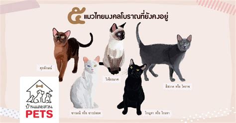 แมวน่ารัก แมวเปอร์เซีย แมวไทย พันธุ์แมว ลูกแมว ของเล่นแมว การเลี้ยงแมว อุปกรณ์เลี้ยงแมว ขนมแมว อาหารเสริมแมว แมวไทยโบราณ ๕ พันธ์ุ ที่ยังคงอยู่ จากแมวให้คุณทั้งสิ้น ๑๗ ...