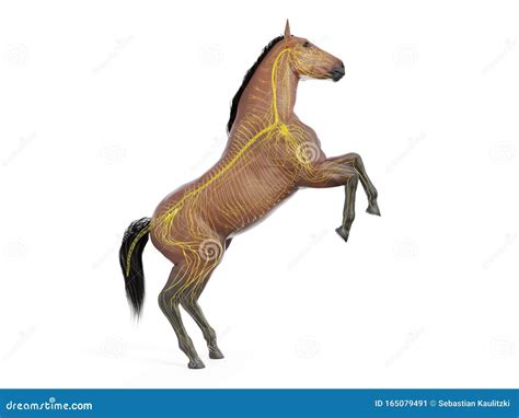 The Equine Anatomy The Nervous System Stock Illustration