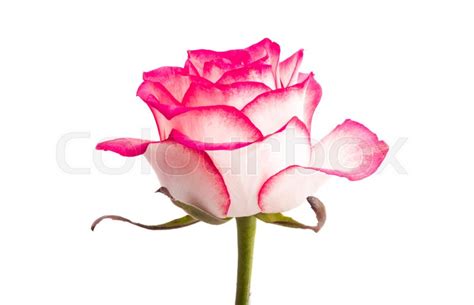Pink Rose Isolated On White Background Stock Image Colourbox