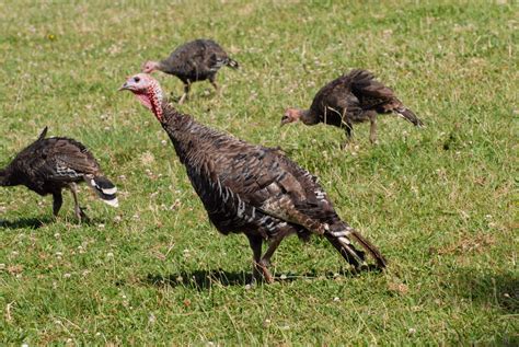 Wild Turkey New Zealand Birds Online