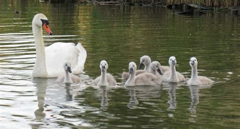 The Swan And Her Cygnets The Ifield Society