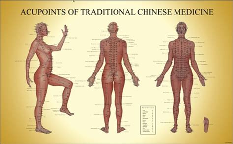 Acupuncture Chart Acupoints of TCM (female) ClinicalCharts.com