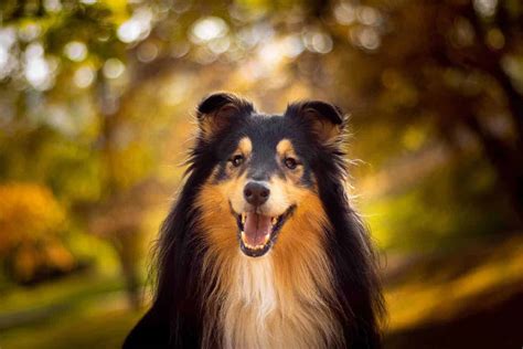 Collie Smart Loyal Hardworking And Easy Going Dog
