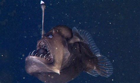 Peixe assustador é filmado pela primeira vez nas profundezas do oceano
