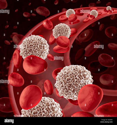 Encommium Ambigüedad Nervio White Blood Cells In Body Rechazar