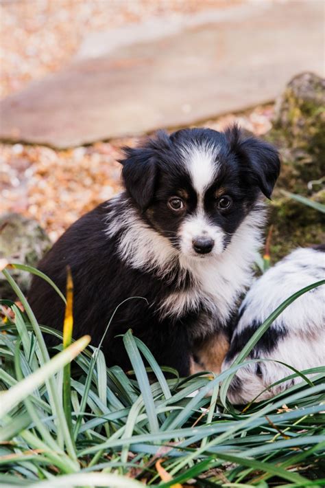 Miniature Australian Shepherd Puppies For Sale Gainesville Fl 256386