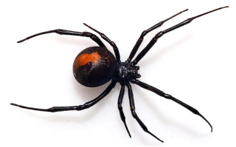 Proven Pest Control Common Spiders In Australia