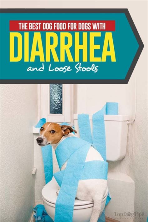The Best Dog Food For Dogs With Diarrhea And Loose Stools Dog Collars