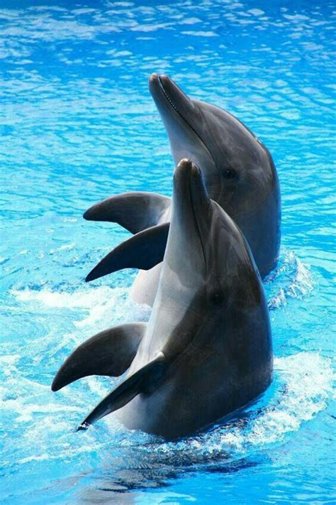 Pin By Georgiajones On Dolphins Marine Animals Animals