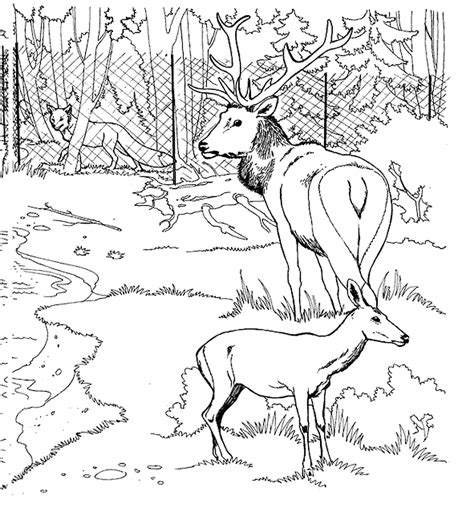 Coloring Page Deer 2661 Animals Printable Coloring Pages