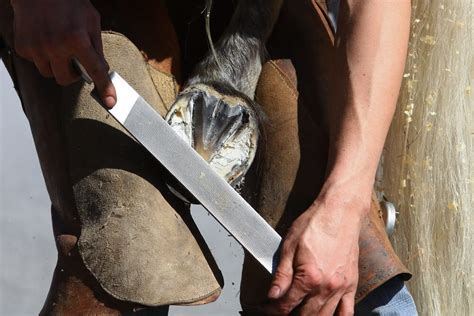 How To Farrier Your Own Horse And Should You Horses And Foals 2023