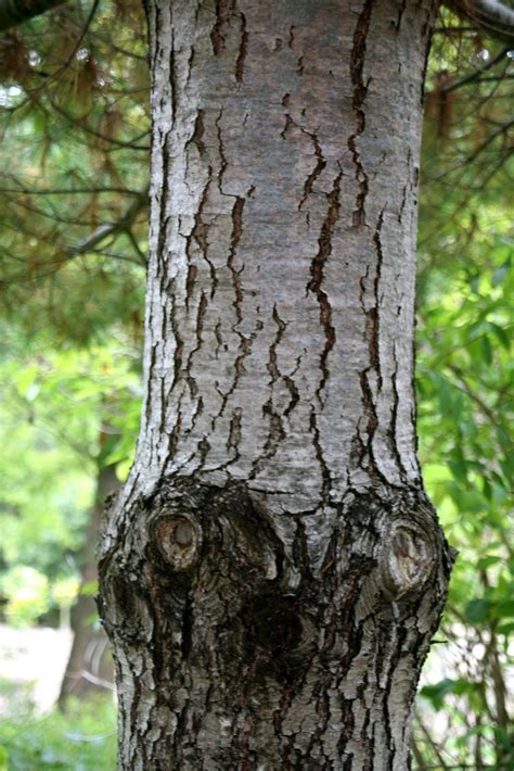 Tree Identification Pinus Strobus Eastern White Pine