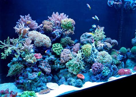 Phishy Business Reef Aquarium Is An Exemplary Coral Display Reef