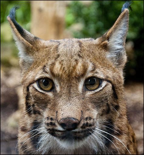 Lynx Carpathian Dudley Zoological Gardens