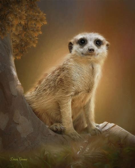 Meerkat Smile Wildlife Painting Painting By Dawn Gemme Fine Art America
