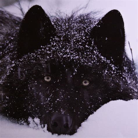 Black Wolf Over 1080 X 1080 10 Most Popular Black And White Wolves Wallpaper Full Hd
