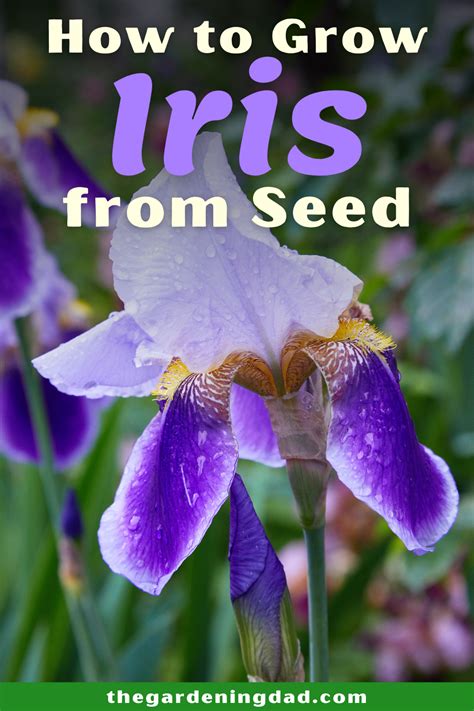 How To Grow Iris For Beginners Growing Irises Iris Flowers Garden
