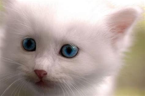 Chaton blanc aux yeux bleus - Chaton sur Chat-Mignon.com