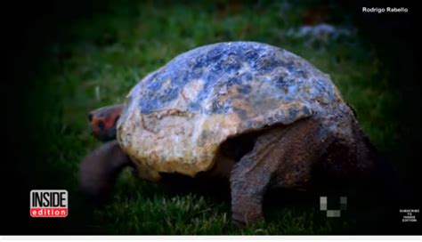 Tartaruga Ferita Riceve Un Nuovo Guscio Video Tutto Zampe