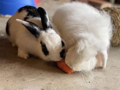 Sharing A Nibble 🥰 Rrabbits