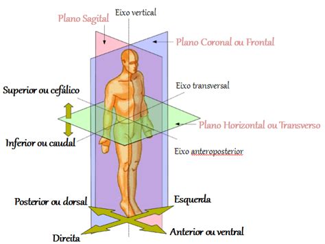 Introdução A Anatomia Posição Anatômica E Eixos Corporais