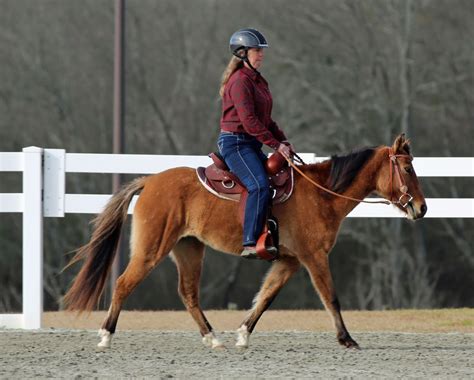 galiceno pony mexico horse breeds colorful coat animal photo