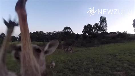 Video Kangaroo Takes Down Drone With One Swift Swaft Abc7 San Francisco