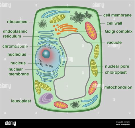 Plant Cell Chromosomes