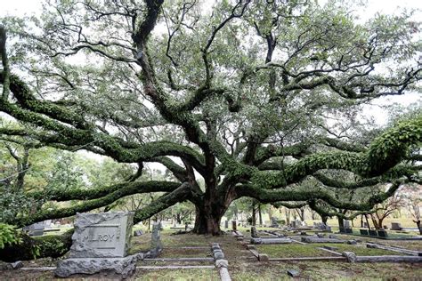 Houston Area Oak Trees Are Still Recovering From The Winter Storm