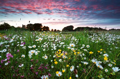 3 Benefits Of Wildflowers In Your Garden Anew Green