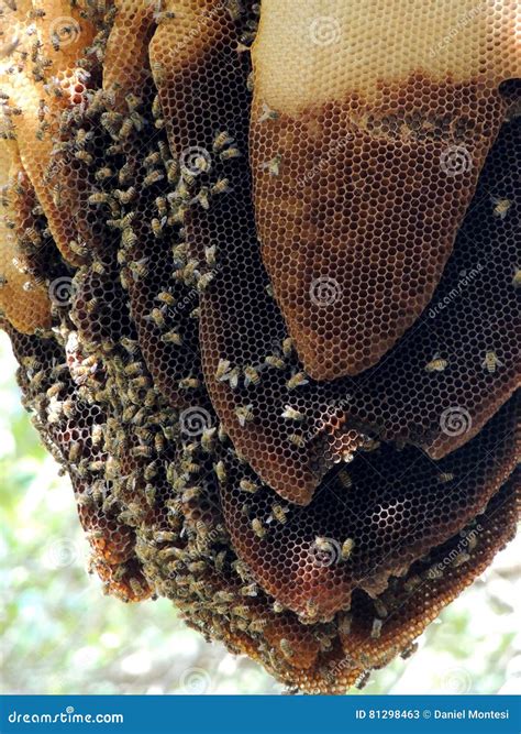 A Wild Bee Hive Stock Image Image Of Fully Hive Honey 81298463