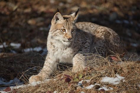 Siberian Lynx Photograph By David Garcia Costas