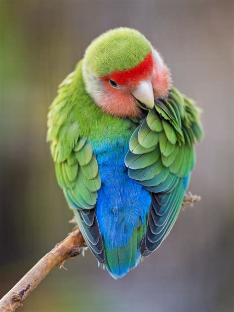 Training And Handling African Love Birds