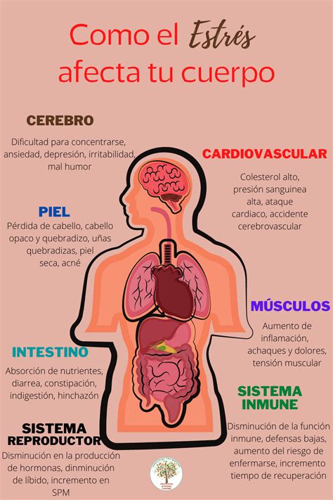 Efectos Del Estrés En Tu Cuerpo Psicología Integral Panamá