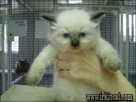 If you have a petsmart near by, most have an adoption center where cats and. What You Should Do About Ragdoll Kittens For Sale In Ct ...