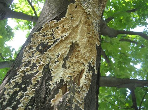 Irpex Lacteus Wood Decay Fungi Of Living Trees