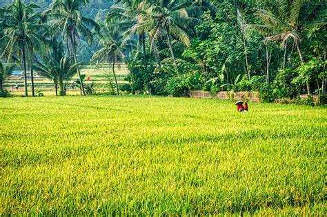 Masa Depan Pertanian Indonesia Adalah Pertanian Digital