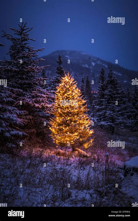 Lighted Christmas Tree In Forest High Resolution Stock Photography And