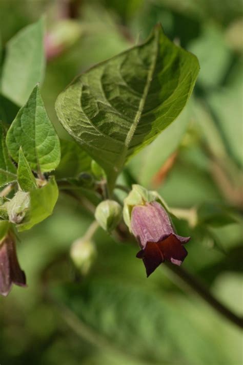 Atropa Belladonna Belladonnaurt Deadly Nightshade Botanical Garden