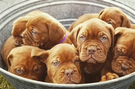 Dogue De Bordeaux Puppies For Sale Apple Valley Ca 306024